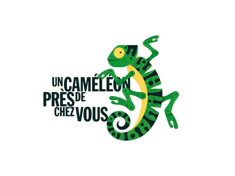 Un caméléon près de chez vous